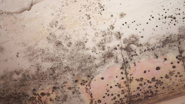 Why You Should Choose Our Mold Remediation Services in East Aurora, NY